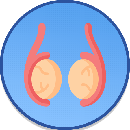 Scrotum and testes